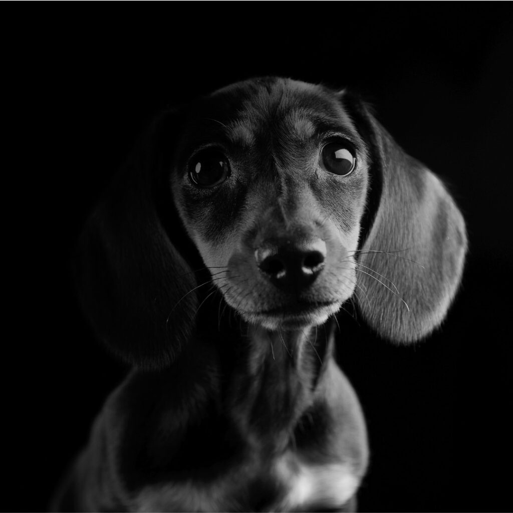 Spray cologne naturel pour chiot – finition douce dès les premières semaines