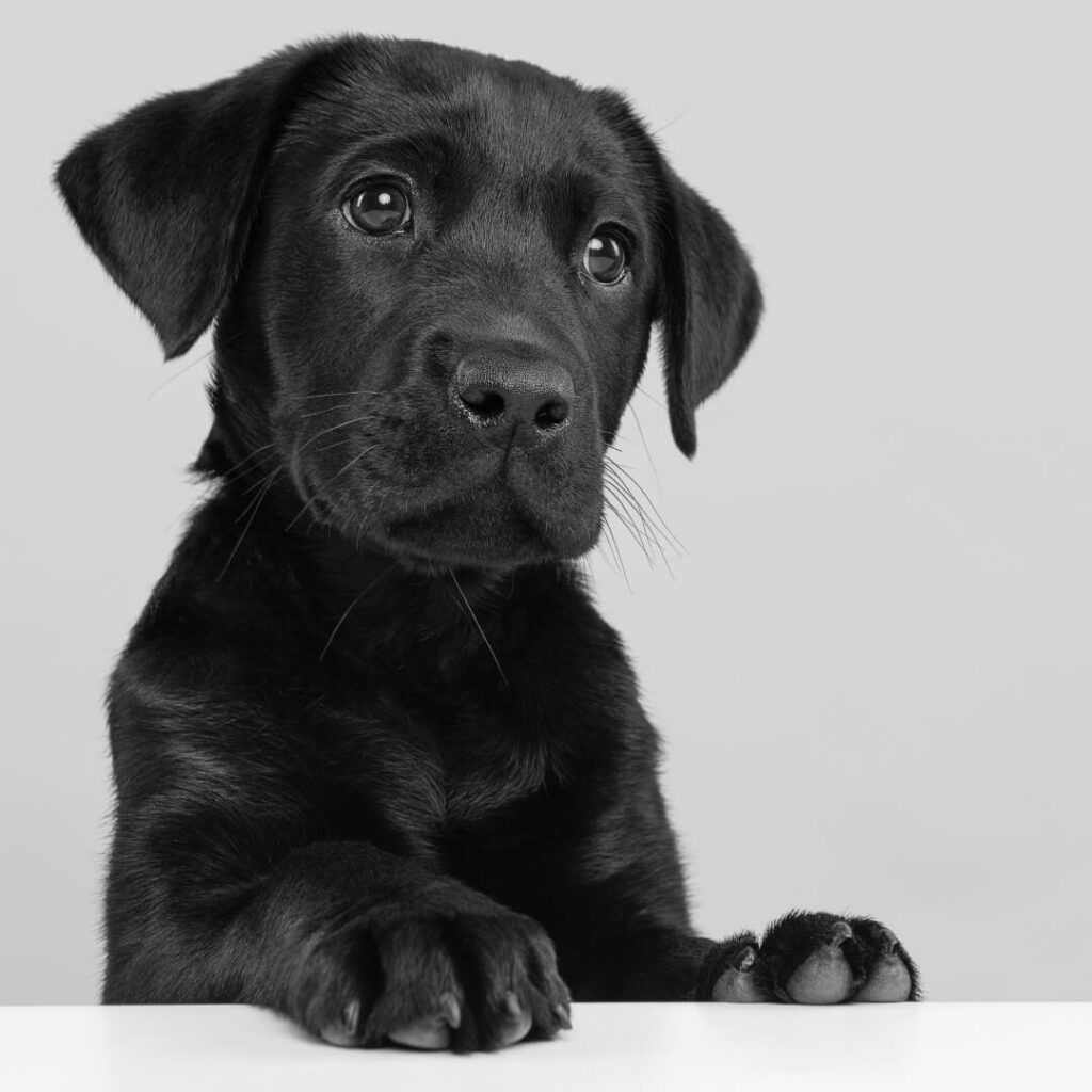 Spray cologne naturel pour chiot – finition douce dès les premières semaines