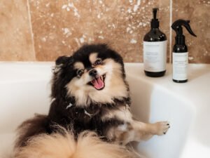 spite Pomeranian romy pom show