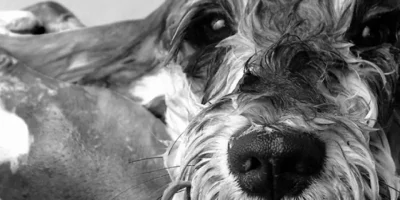 shampoing naturel chien chien toilettage smith and burton