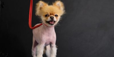 chien alopecie pomeranian bon chien spitz alopecie bsd