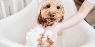 Puis je laver mon chien avec un shampoing pour bébé? toilettage, shampoing nourrissant chien caniche, smithandburton